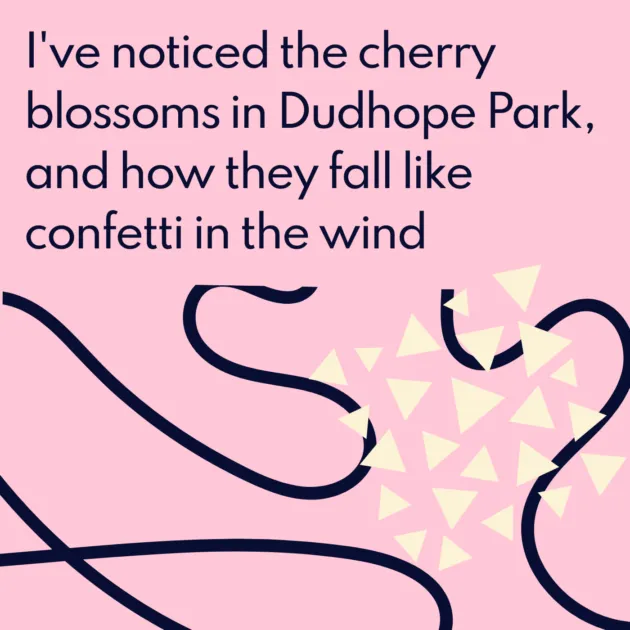 I've noticed the cherry blossoms in Dudhope Park, and how they fall like confetti in the wind
