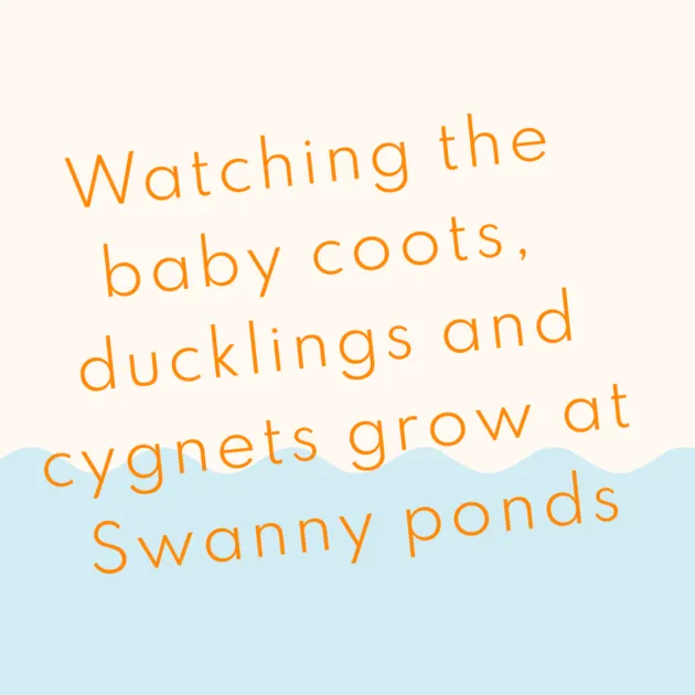 Watching the baby coots, ducklings and cygnets grow at Swanny ponds