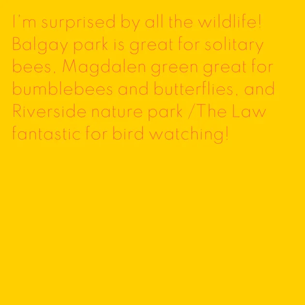 I'm surprised by all the wildlife! Balgay park is great for solitary bees, Magdalen green great for bumblebees and butterflies, and Riverside nature park /The Law fantastic for bird watching! 